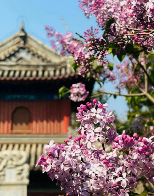 丁香盛放，法源寺街区烂缦胡同春意盎然