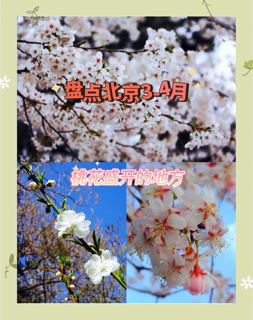 清明节假期去哪里踏春赏桃花，攻略来了！