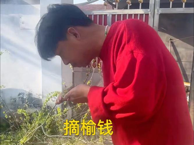 今年的榆钱终于能吃了，亮亮妈妈摘了一大车，花钱不一定能吃到！