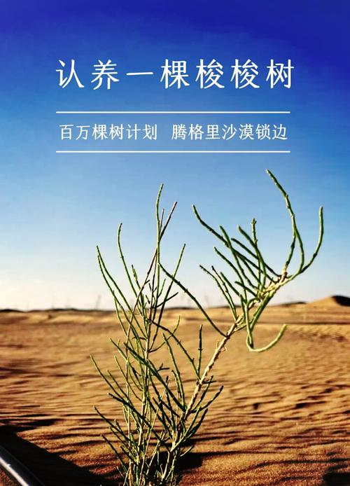 徒步古尔班通古特沙漠，蓝天白云黄沙坡，长满了梭梭树和沙漠红柳