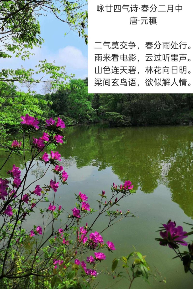 一帧中国丨山色连天碧，林花向日明（2025年4月5日）