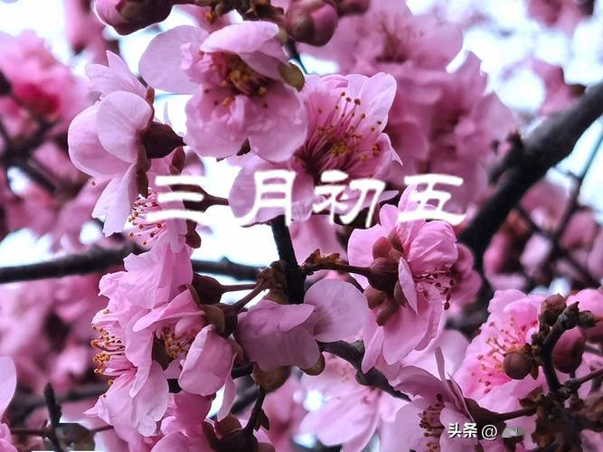 明天4月8日，若条件允许，记得“吃3样，做1事”风调雨顺五谷丰