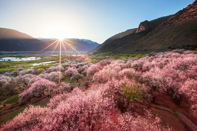 林芝嘎拉村花海 林芝春日美景图 走着走着花就开了