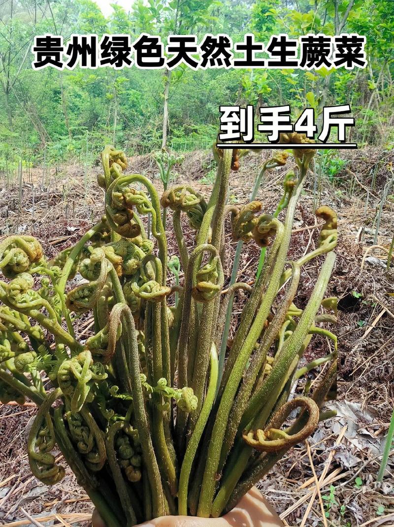 山上的蕨苔也太多了，随便一摘就是一背篓，摘回去变着法的吃