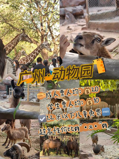 广东10元门票动物园意外走红，专家：沉浸式”体验是其特色