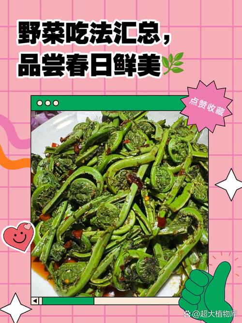 给粉丝朋友们尝个鲜，九款超好吃的应季野菜做法合集安排