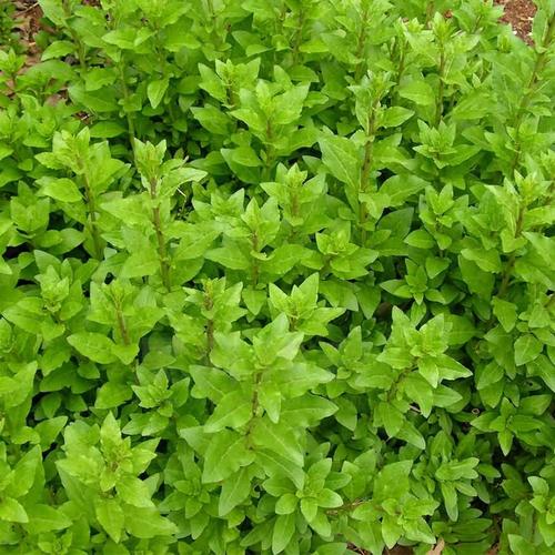 枸杞尖的嫩叶，特别养眼的野菜