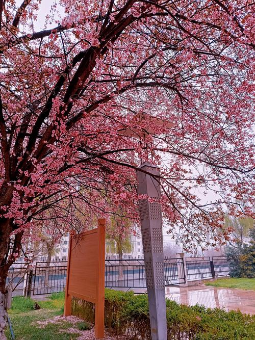 春天里的公园