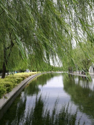 湖滨风光：垂柳瀑布下的城市倒影