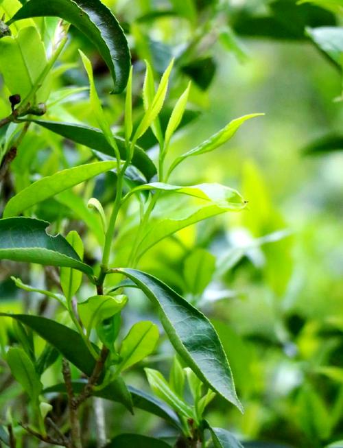径山雨前茶进入采摘季！口感醇厚，备受茶客青睐