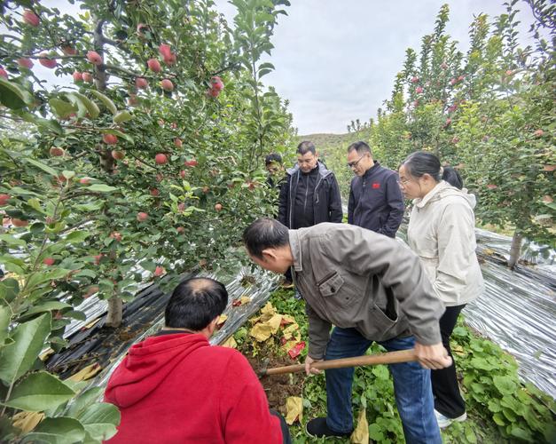 山东苹果作业忙，极目效果见真章，让我们听听苹果种植大户.