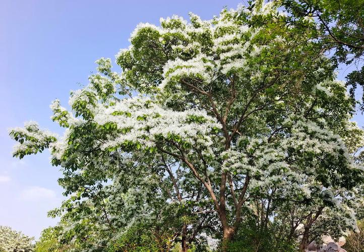 晚春时节千佛山：满山皆绿，山腰大片流苏树如云似雪