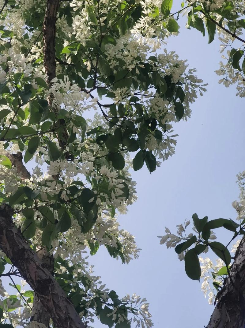4月19日流苏文化节即将启幕 快来山东农业工程学院看花