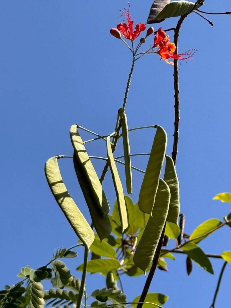 最近，建议多吃这种花