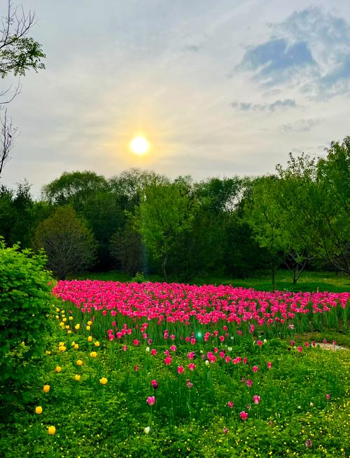 晋阳湖郁金香花海来袭！春日限定浪漫等你来解锁