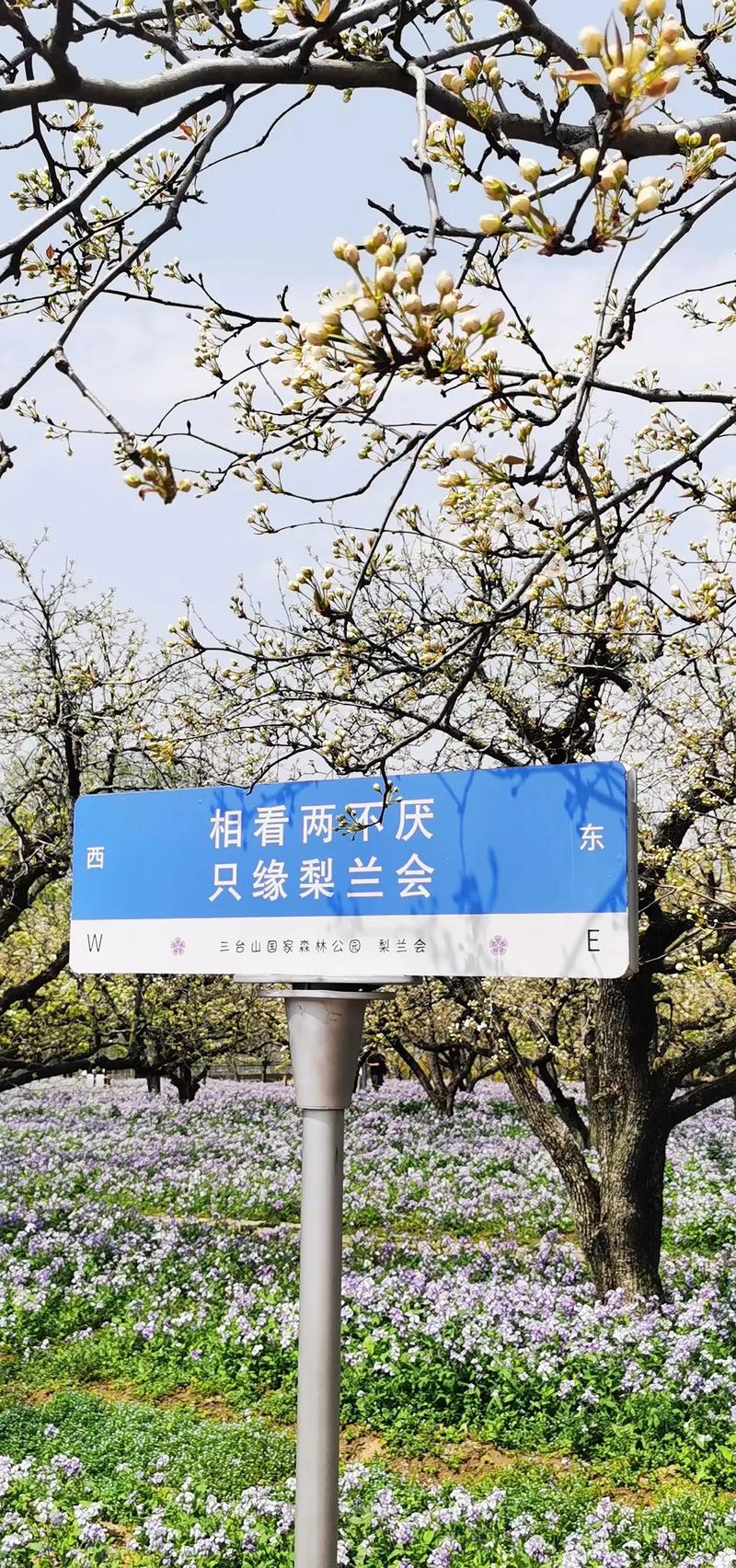 #北镇梨花节 祈福圣地#大美北镇 春暖花开奔你而来