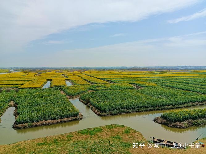 泰州千垛景区，大风刮过的这里变了模样，金色花海变成了绿色地毯