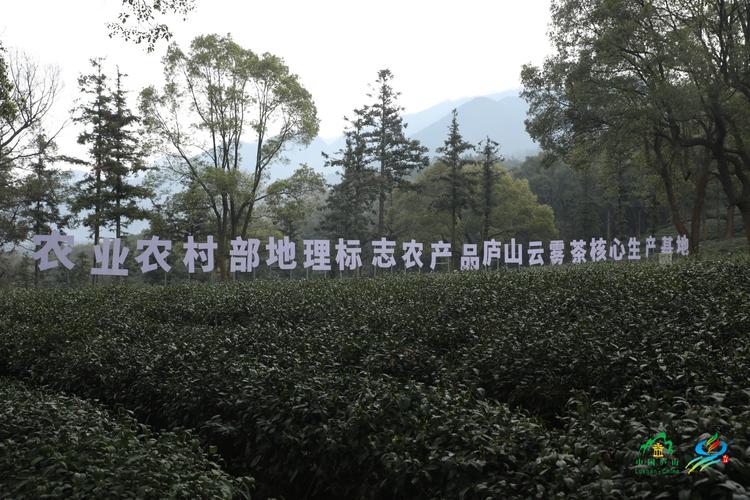 江西庐山云雾茶采摘正当时 小茶叶化身富民大产业