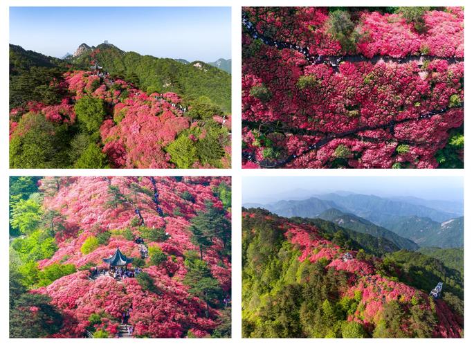 人气爆棚！杜鹃花赏花旺季首个周末，国家5A级景区麻城龟峰山游客激增