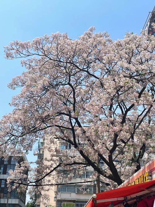 谷雨寻香｜济南满城苦楝花开，抓住春天最后的小尾巴！