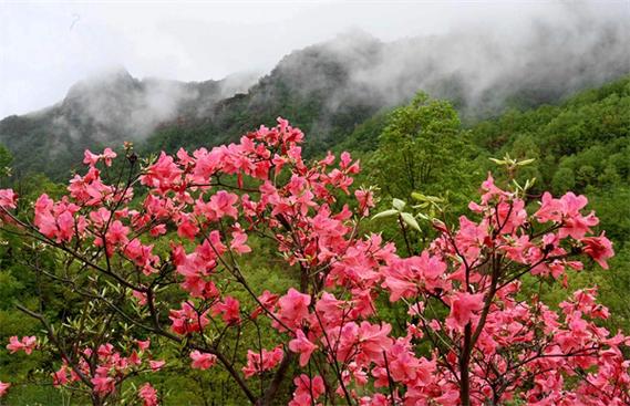 图说洛阳丨汝阳：杜鹃花开迎客来