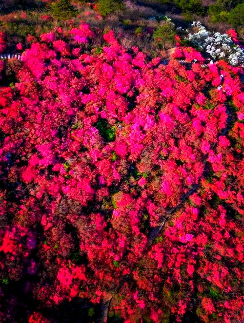 这是我们岳西的花，你家的呢#杜鹃花海抖出精彩