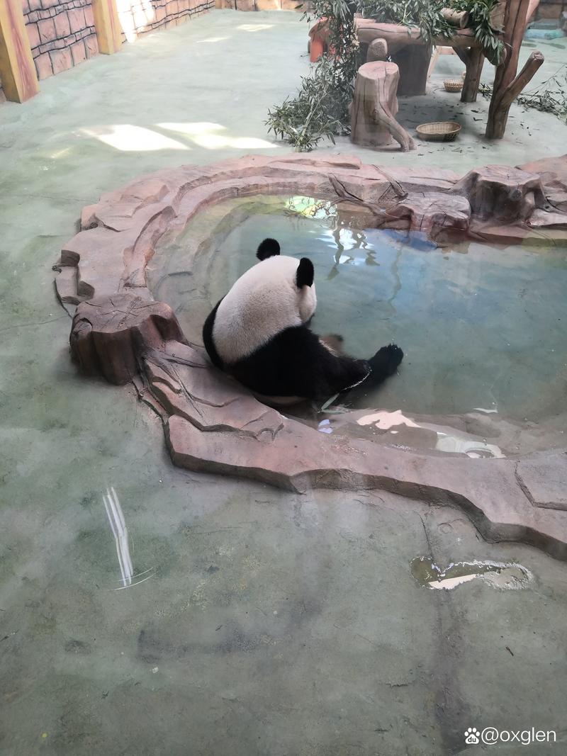 济南动物园｜五一解锁zoowalk新玩法：蹲守孔雀开屏 偶遇熊猫躺平