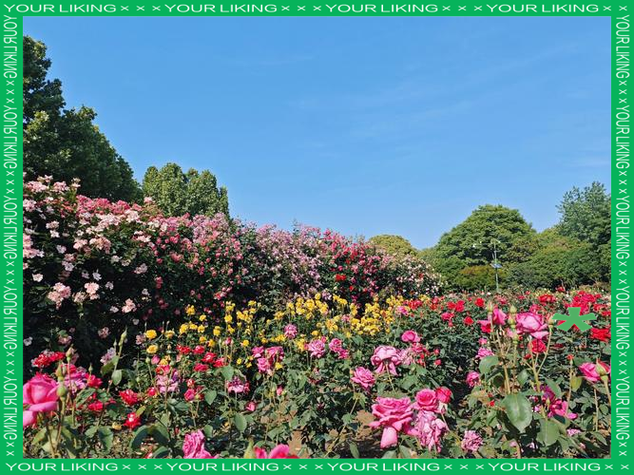 花海如潮 相拥芳华 郑州市第31届月季花展西流湖公园启幕
