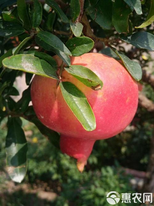 见?峄城 赏冠世榴园风华，品千面石榴韵味